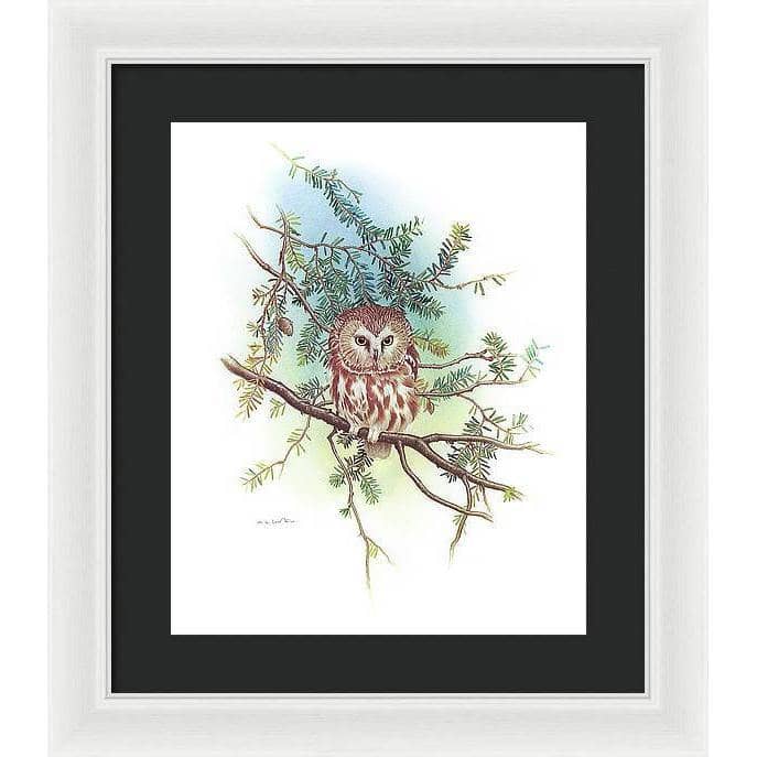 Saw-Whet Owl - Framed Print | Artwork by Glen Loates