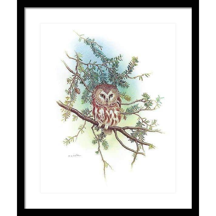 Saw-Whet Owl - Framed Print | Artwork by Glen Loates