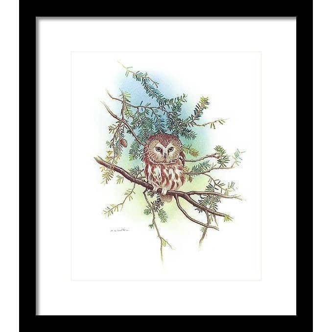 Saw-Whet Owl - Framed Print | Artwork by Glen Loates