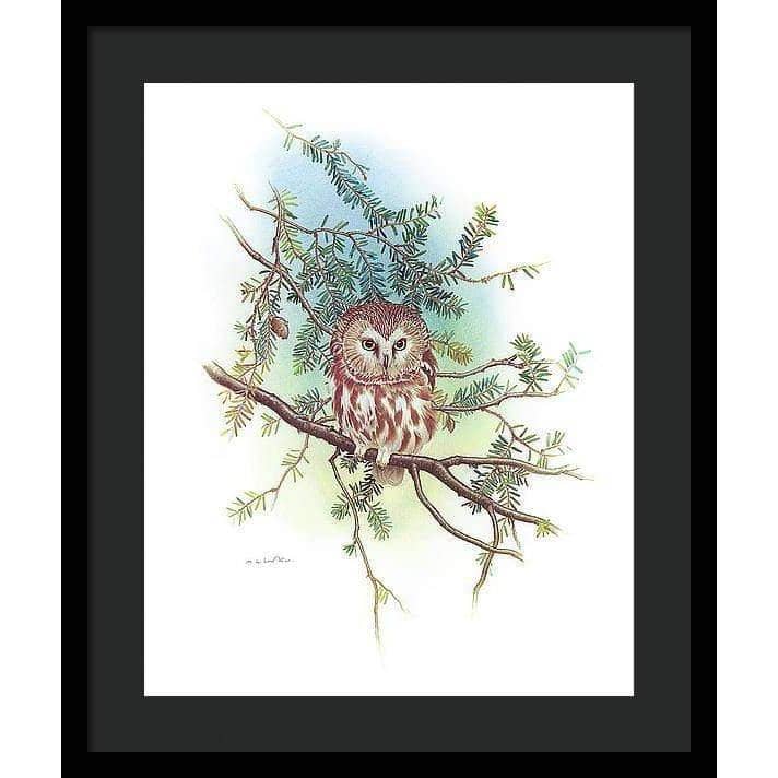 Saw-Whet Owl - Framed Print | Artwork by Glen Loates