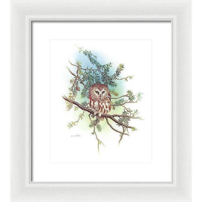 Saw-Whet Owl - Framed Print | Artwork by Glen Loates