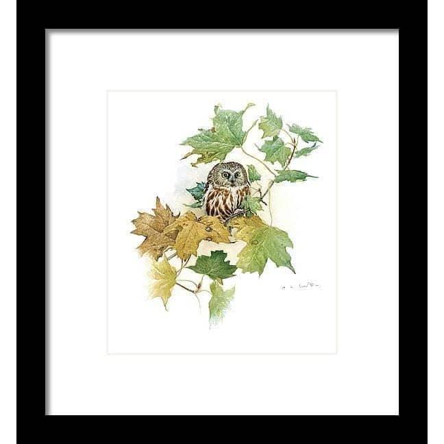 Saw-Whet Owl in Maple Tree by Glen Loates, framed piece: a saw-whet owl among golden and green maple leaves