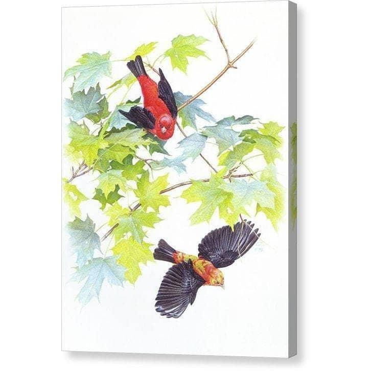 Scarlet Tanagers by Glen Loates, gallery canvas: two scarlet tanagers among fresh maple leaves