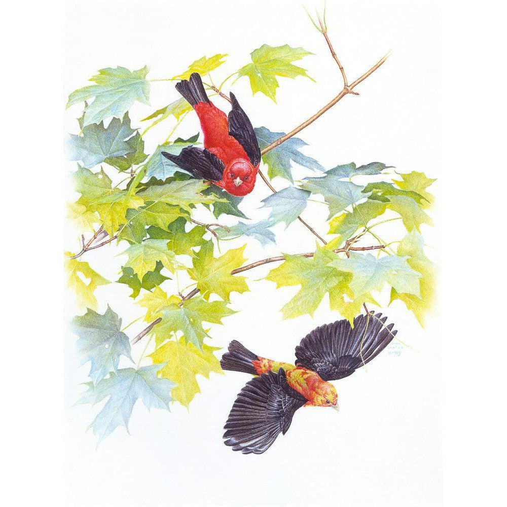 Scarlet Tanagers - Original | Artwork by Glen Loates