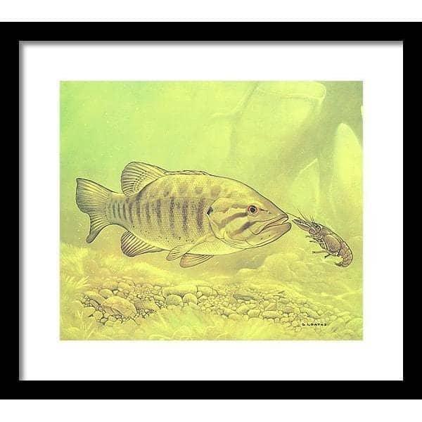 Small Mouth Bass Pursuing Crayfish - Framed Print | Artwork by Glen Loates