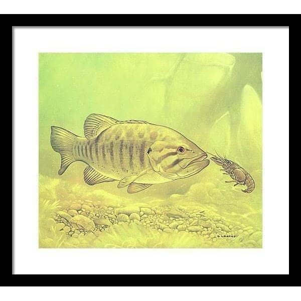 Small Mouth Bass Pursuing Crayfish - Framed Print | Artwork by Glen Loates