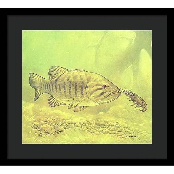 Small Mouth Bass Pursuing Crayfish - Framed Print | Artwork by Glen Loates