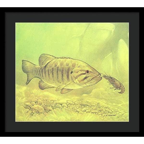 Small Mouth Bass Pursuing Crayfish - Framed Print | Artwork by Glen Loates