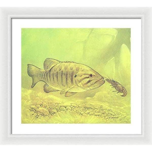 Small Mouth Bass Pursuing Crayfish - Framed Print | Artwork by Glen Loates