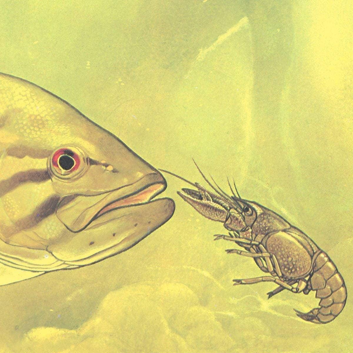 Small Mouth Bass Pursuing Crayfish - Framed Print | Artwork by Glen Loates