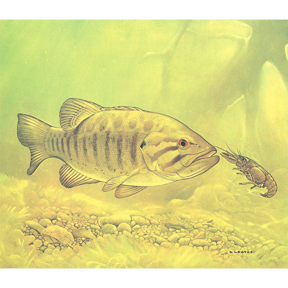 Small Mouth Bass Pursuing Crayfish - Framed Print | Artwork by Glen Loates