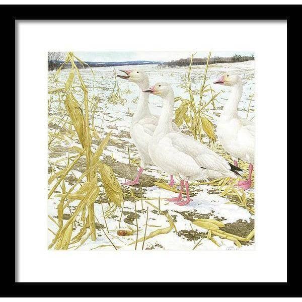 Snow Geese in Corn Field by Glen Loates, framed piece: snow geese gathered among corn stalks in a snowy field
