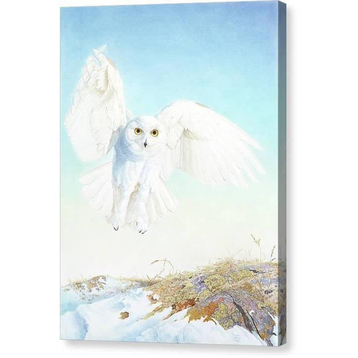 Snowy Owl - Canvas Print | Artwork by Glen Loates