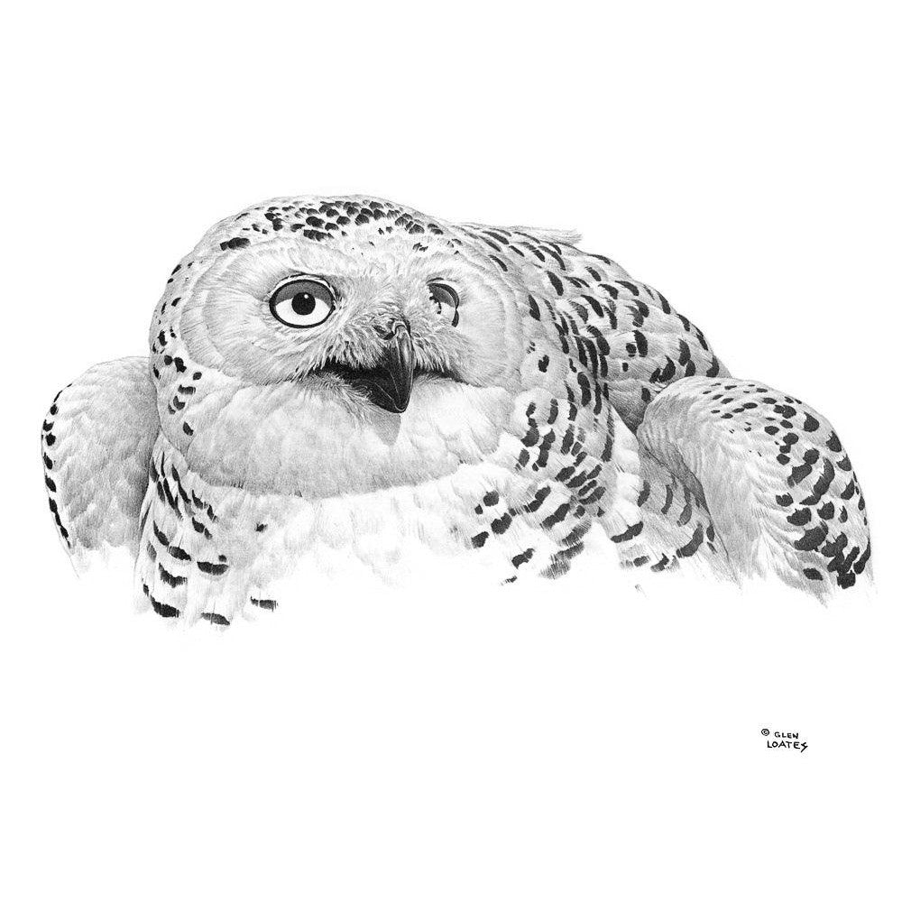 Snowy Owl Portrait - Canvas Print | Artwork by Glen Loates