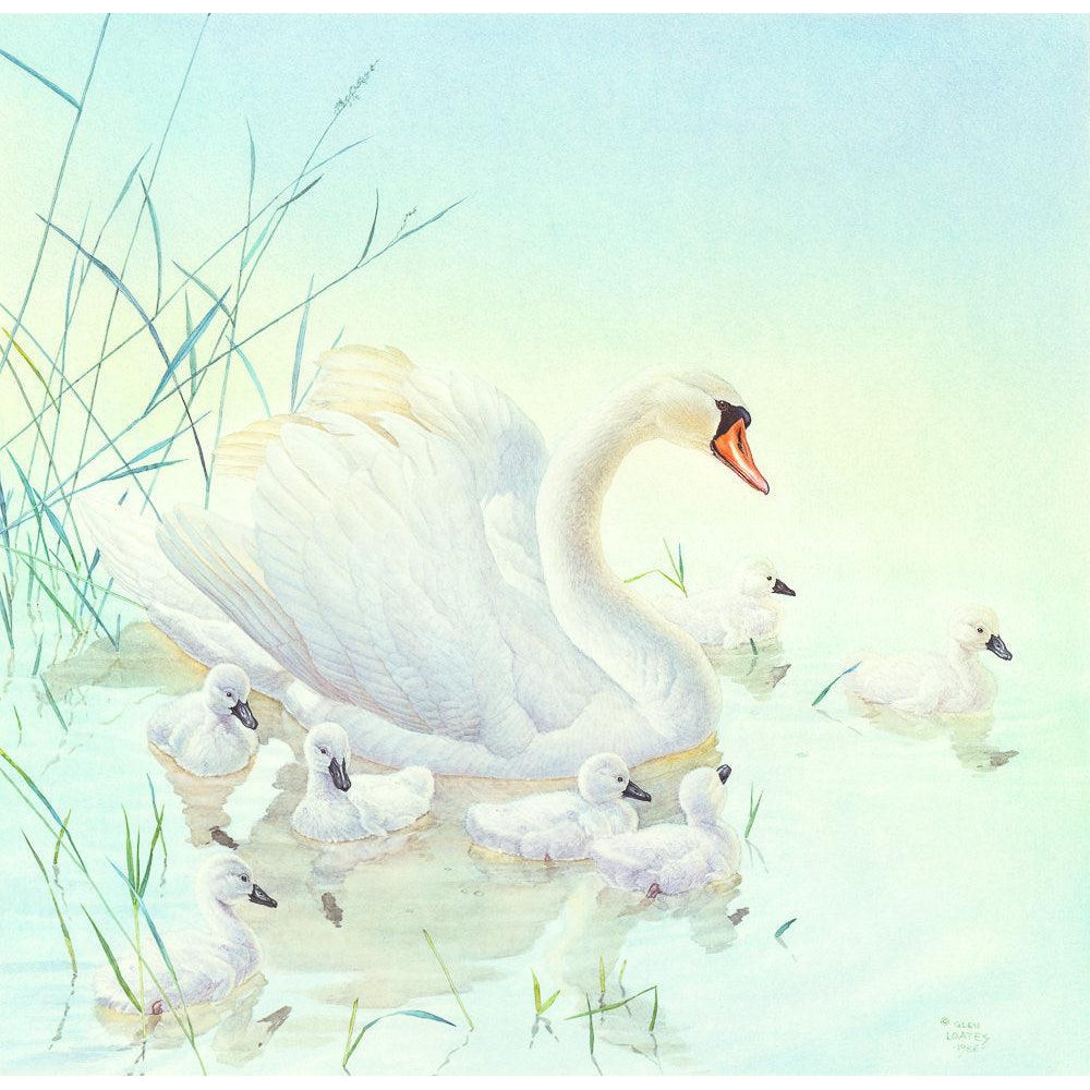 Swan Family - Canvas Print | Artwork by Glen Loates