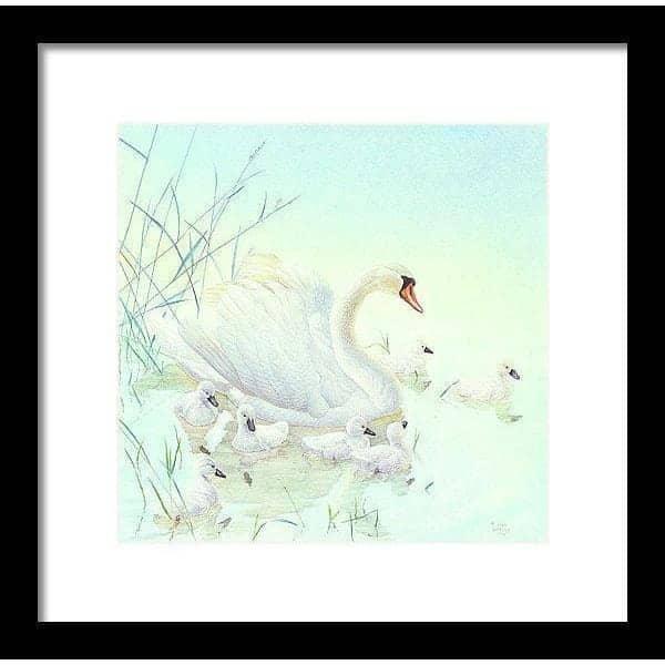 Swan Family - Framed Print | Artwork by Glen Loates