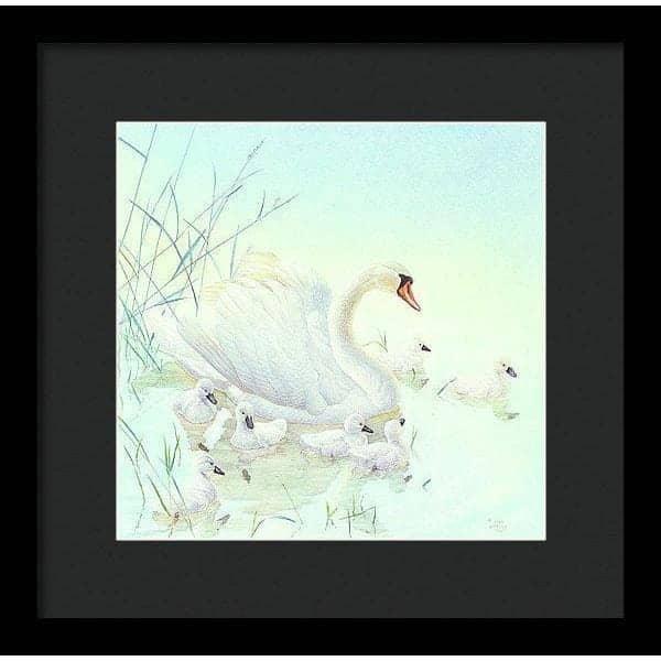 Swan Family - Framed Print | Artwork by Glen Loates