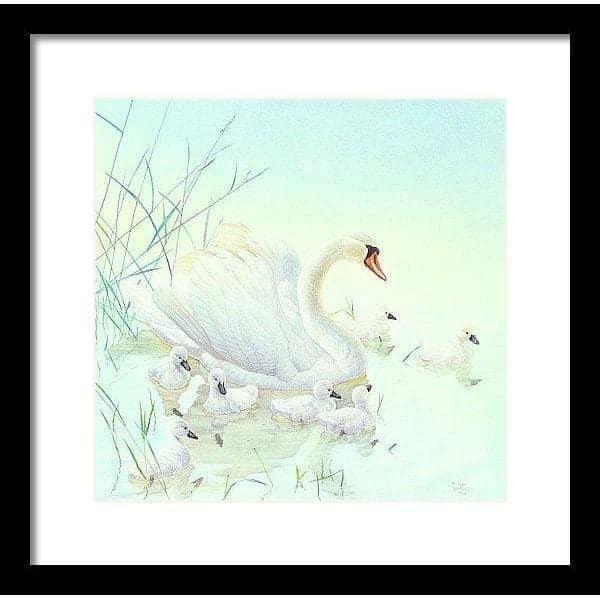 Swan Family - Framed Print | Artwork by Glen Loates