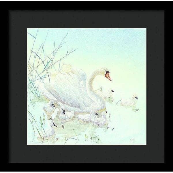 Swan Family - Framed Print | Artwork by Glen Loates