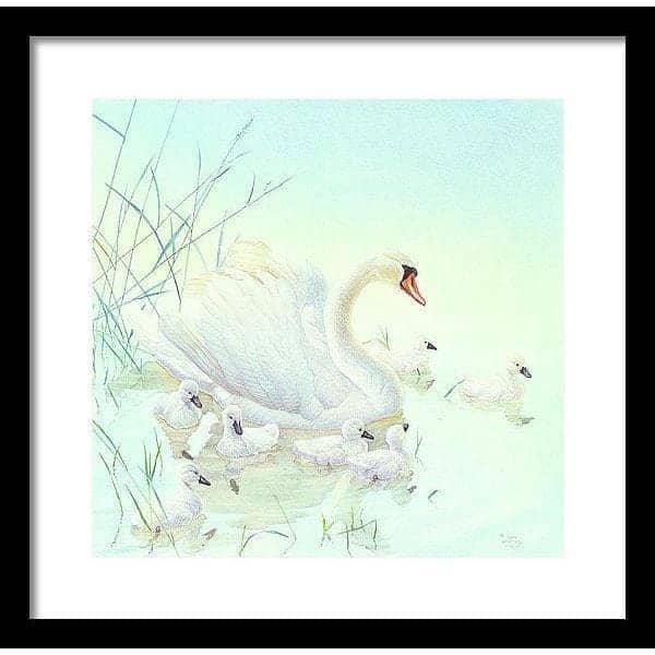 Swan Family - Framed Print | Artwork by Glen Loates