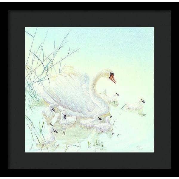 Swan Family - Framed Print | Artwork by Glen Loates