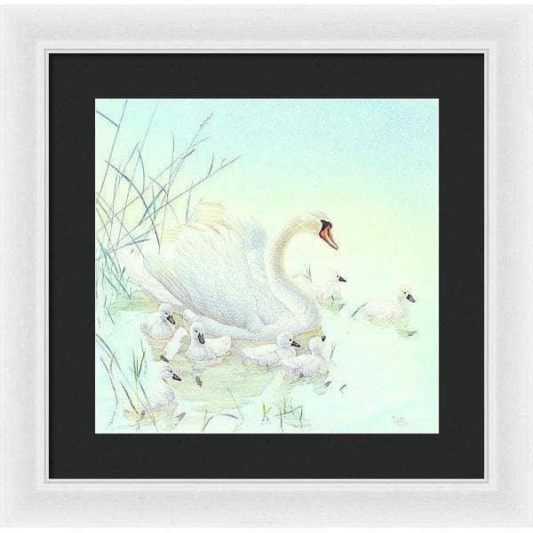 Swan Family - Framed Print | Artwork by Glen Loates