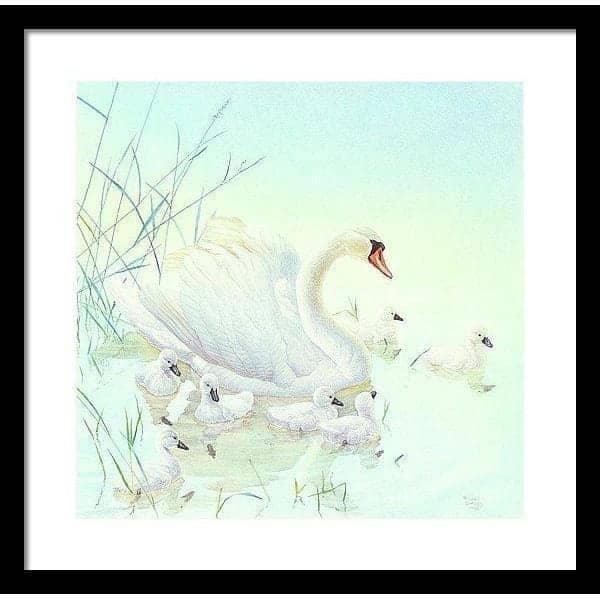 Swan Family - Framed Print | Artwork by Glen Loates