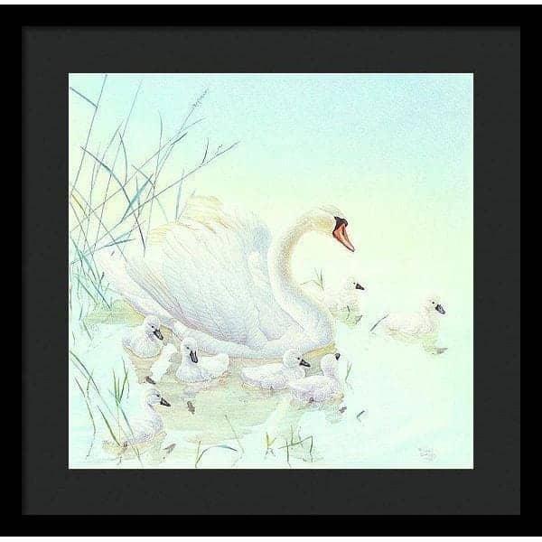 Swan Family - Framed Print | Artwork by Glen Loates