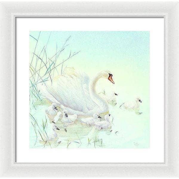Swan Family - Framed Print | Artwork by Glen Loates