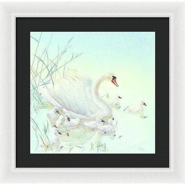 Swan Family - Framed Print | Artwork by Glen Loates