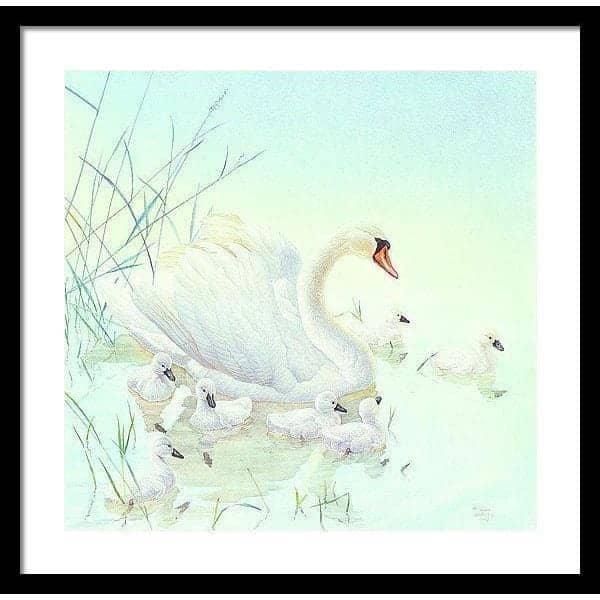 Swan Family - Framed Print | Artwork by Glen Loates