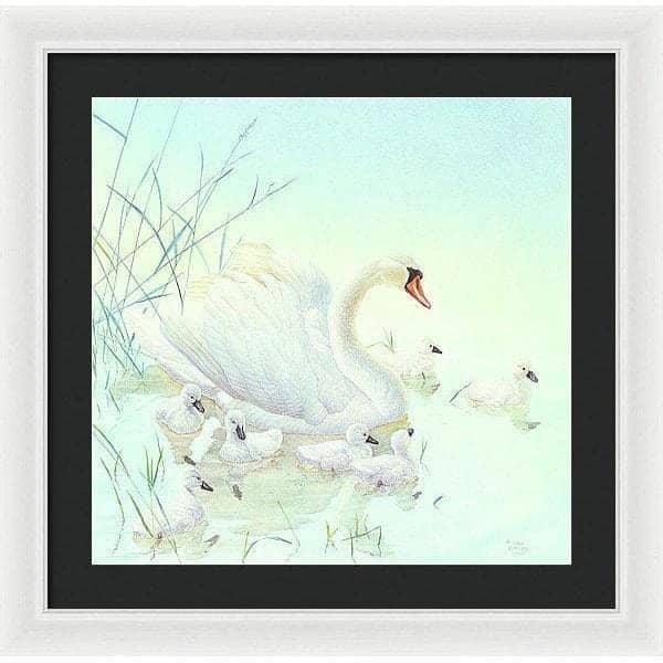 Swan Family - Framed Print | Artwork by Glen Loates