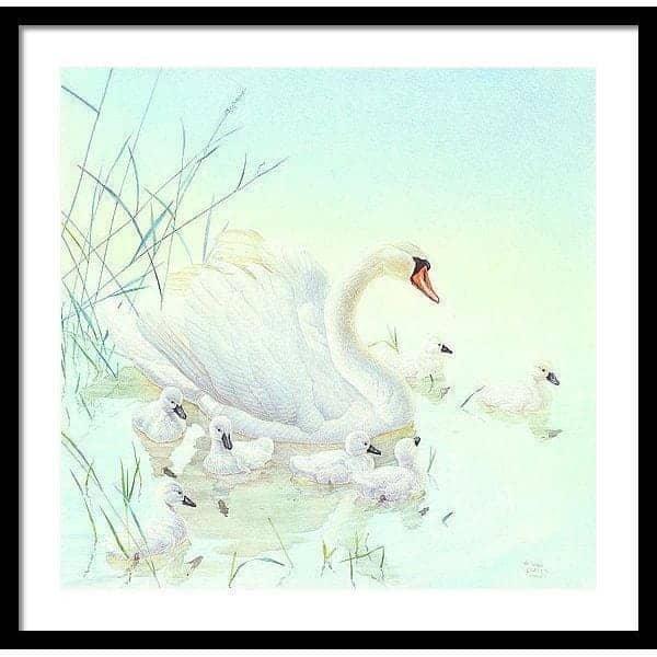 Swan Family - Framed Print | Artwork by Glen Loates