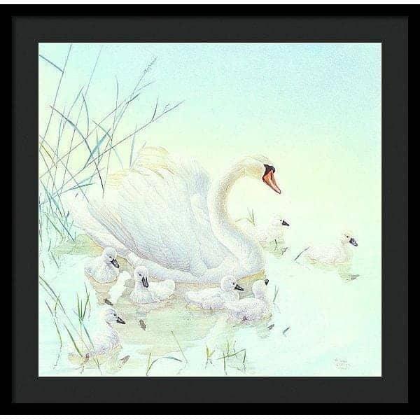 Swan Family - Framed Print | Artwork by Glen Loates