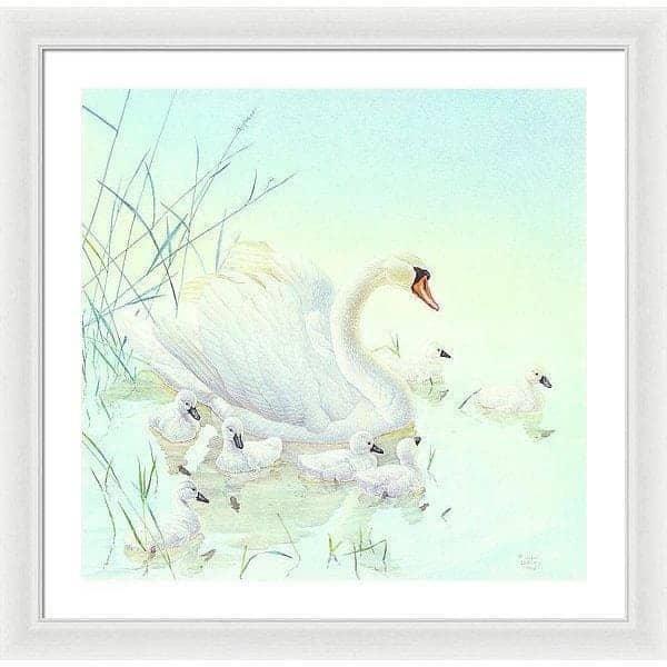 Swan Family - Framed Print | Artwork by Glen Loates