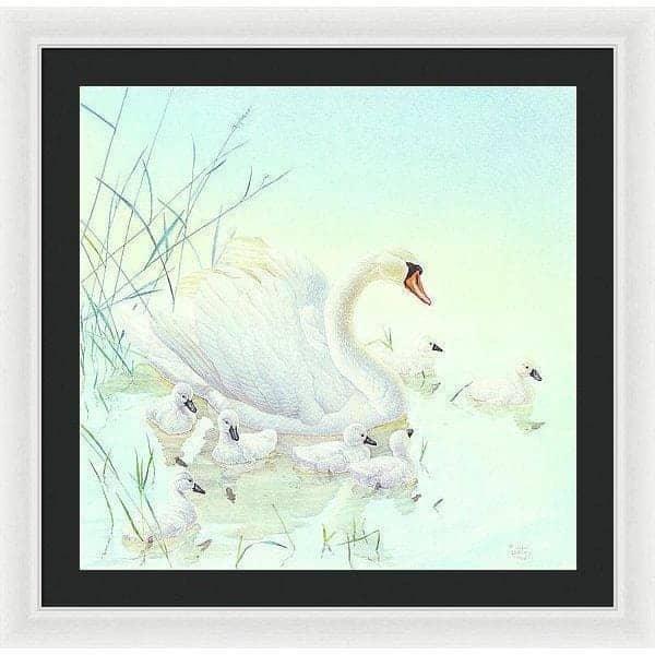 Swan Family - Framed Print | Artwork by Glen Loates