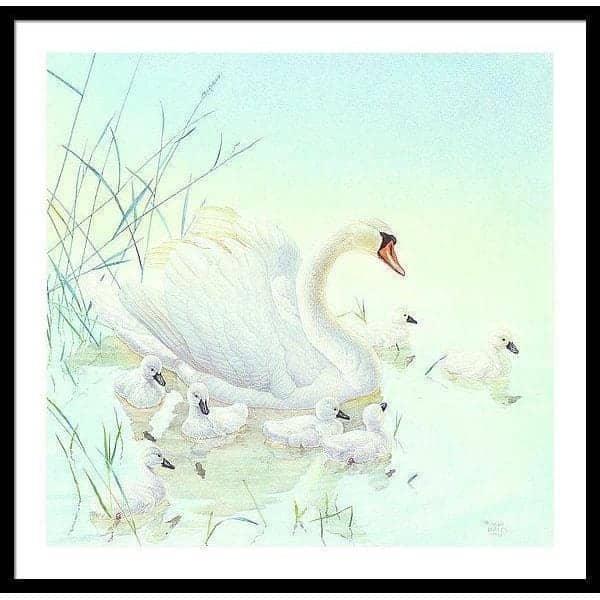 Swan Family - Framed Print | Artwork by Glen Loates