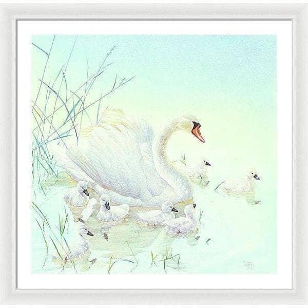 Swan Family - Framed Print | Artwork by Glen Loates