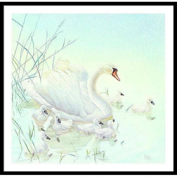 Swan Family - Framed Print | Artwork by Glen Loates
