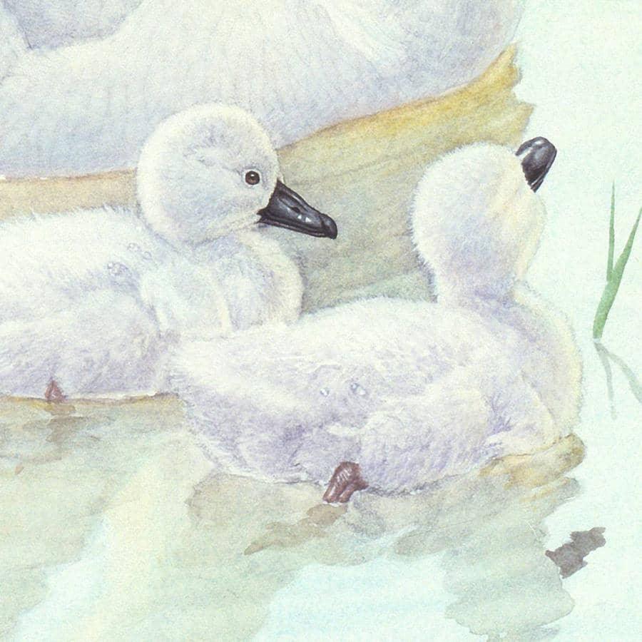 Swan Family - Framed Print | Artwork by Glen Loates
