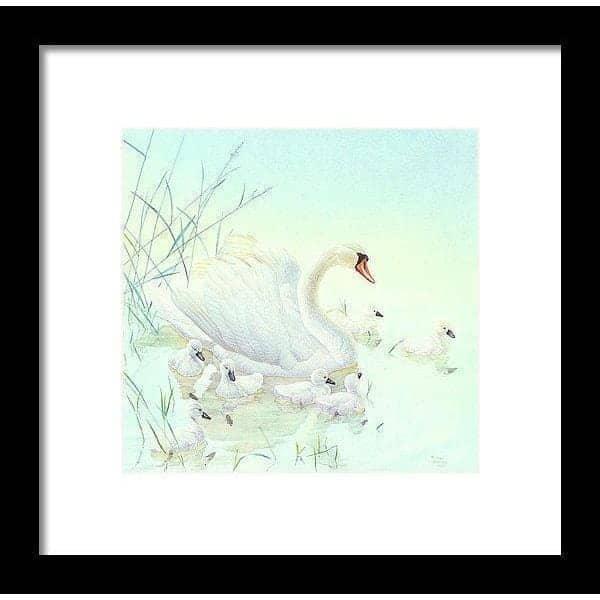Swan Family - Framed Print | Artwork by Glen Loates