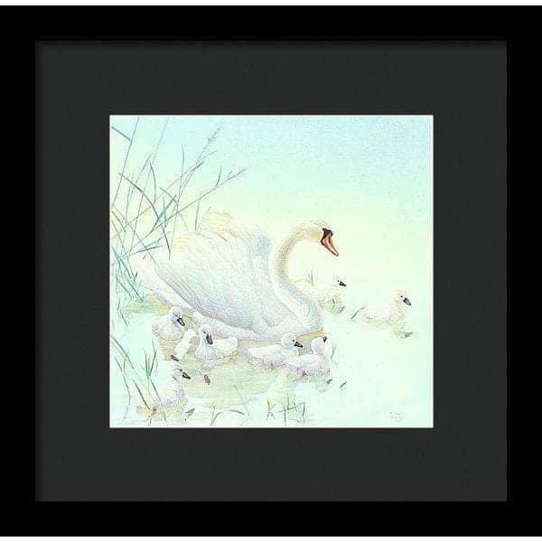 Swan Family - Framed Print | Artwork by Glen Loates