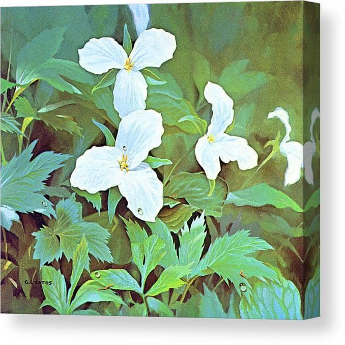 Trillium par Glen Loates, toile de galerie aux bords enveloppés en miroir