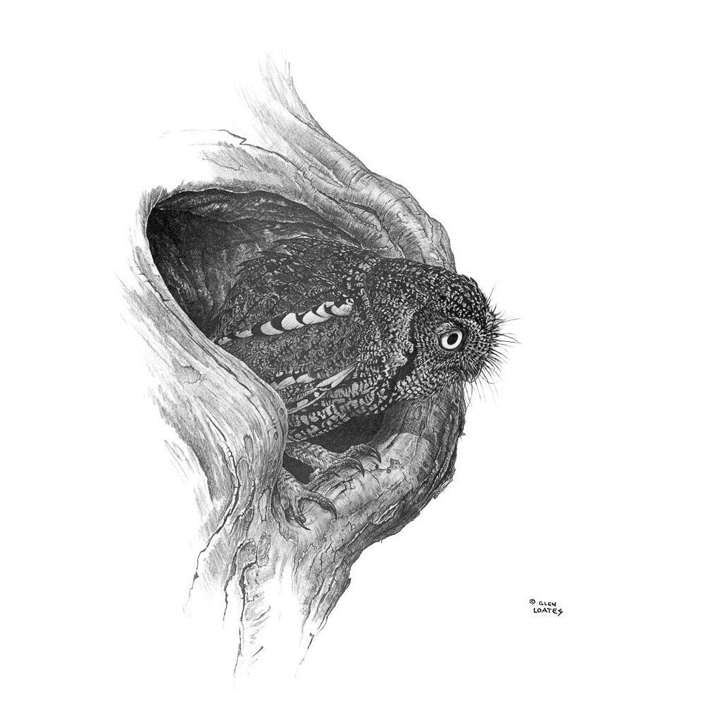Whiskered Owl - Framed Print | Artwork by Glen Loates