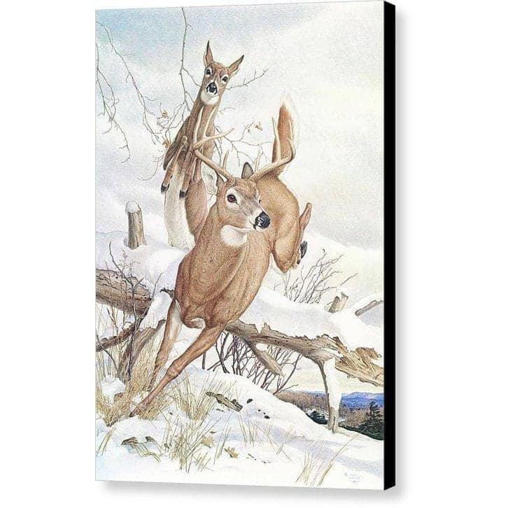 White-tailed Deer - Canvas Print | Artwork by Glen Loates