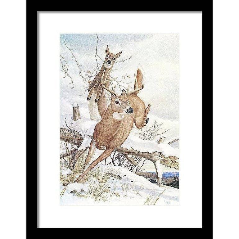 White-tailed Deer - Framed Print | Artwork by Glen Loates