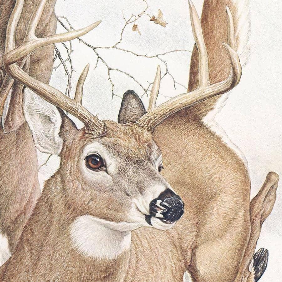 White-tailed Deer - Framed Print | Artwork by Glen Loates