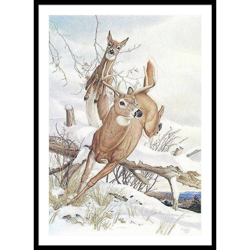 White-tailed Deer - Framed Print | Artwork by Glen Loates