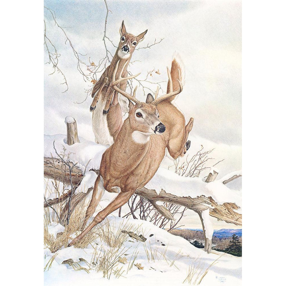 White-tailed Deer - Framed Print | Artwork by Glen Loates