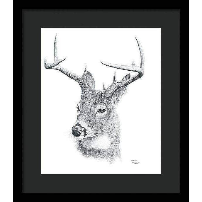 White-tailed Deer Portrait - Framed Print | Artwork by Glen Loates